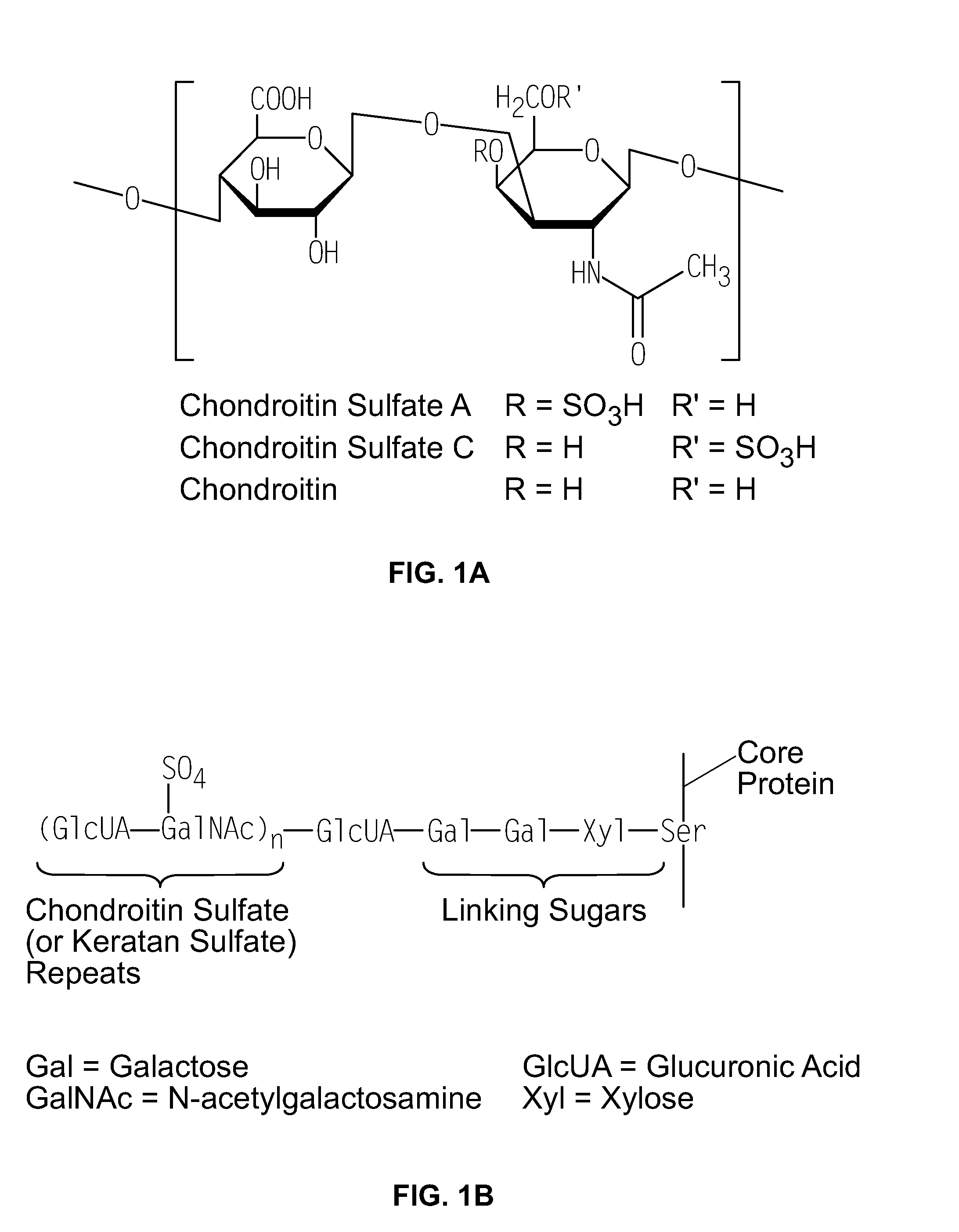 Compositions and Methods for Bacterial Production of Chondroitin