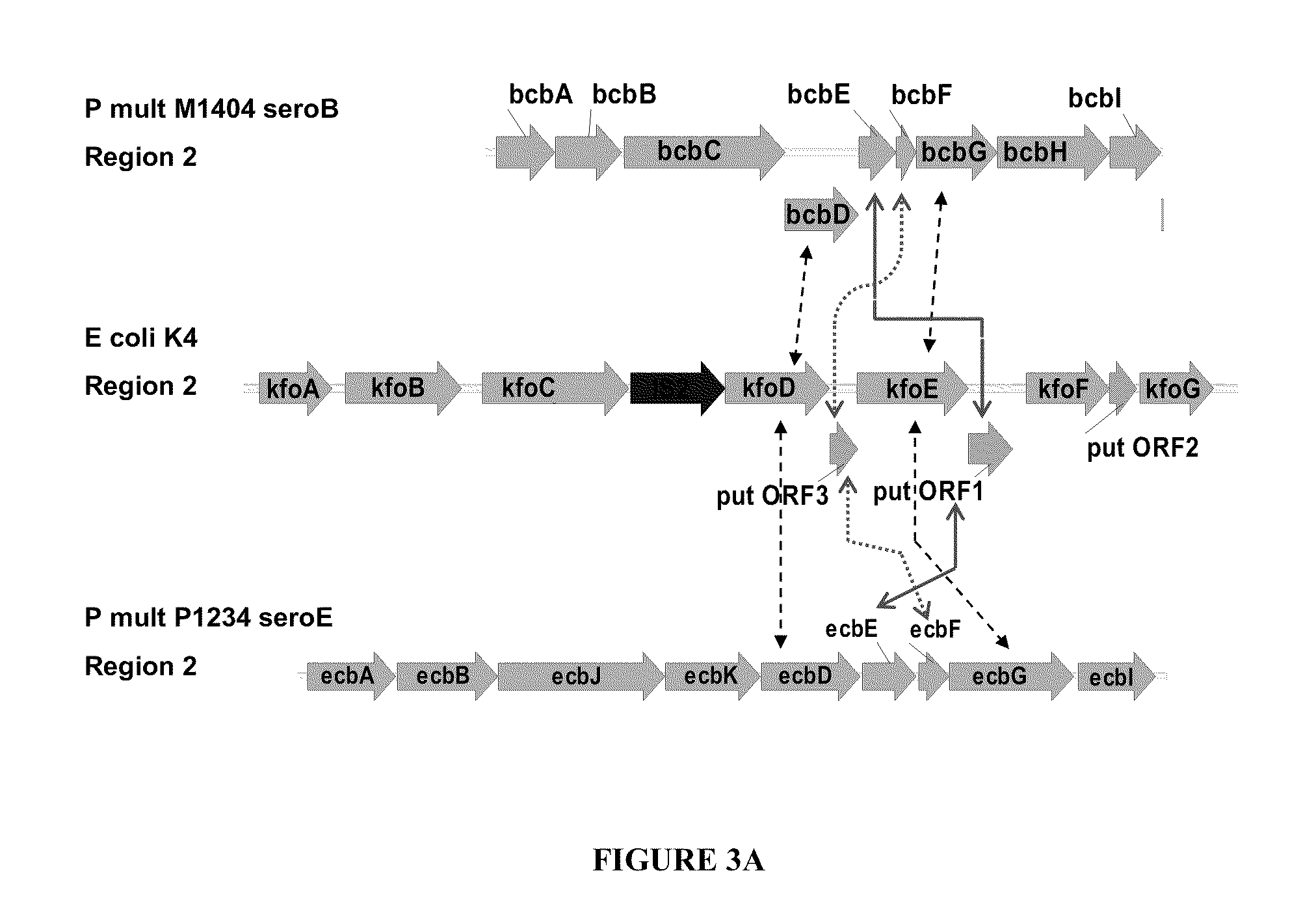 Compositions and Methods for Bacterial Production of Chondroitin