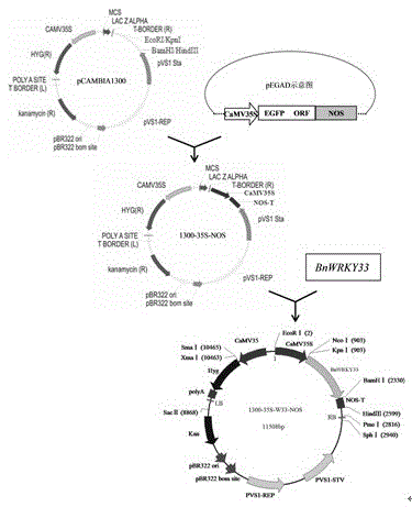 A gene for controlling Sclerotinia sclerotiorum and its application