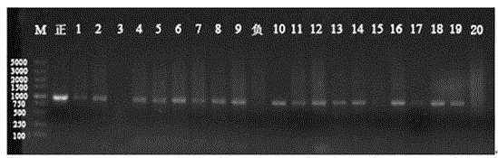 A gene for controlling Sclerotinia sclerotiorum and its application