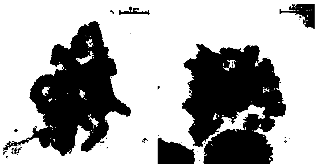 Method for Rapidly Preparing Metaphase Chromosomes of Rare Marine Fish or Shellfish