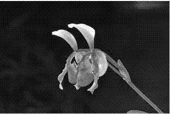 Paphiopedilum new variety 'yo-yo paphiopedilum' group rapid reproduction method