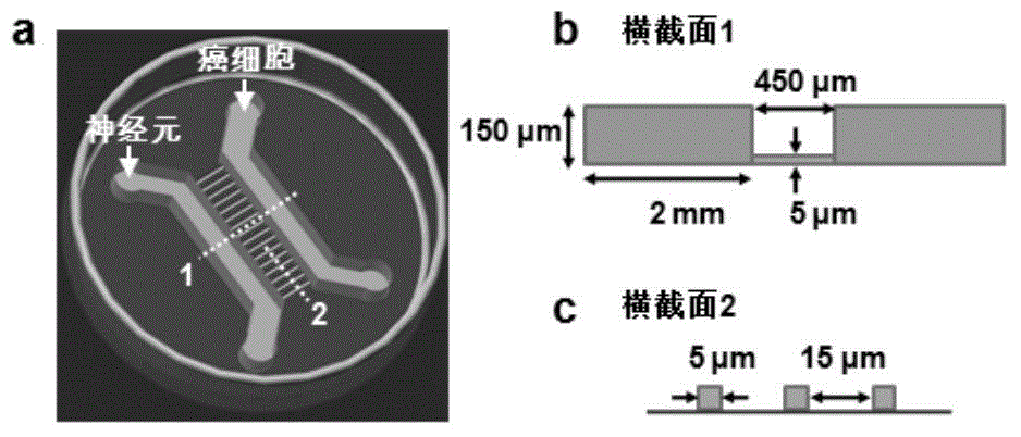 Cell co-culture micro-fluidic chip and application thereof