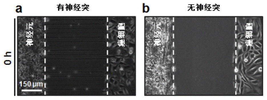 Cell co-culture micro-fluidic chip and application thereof