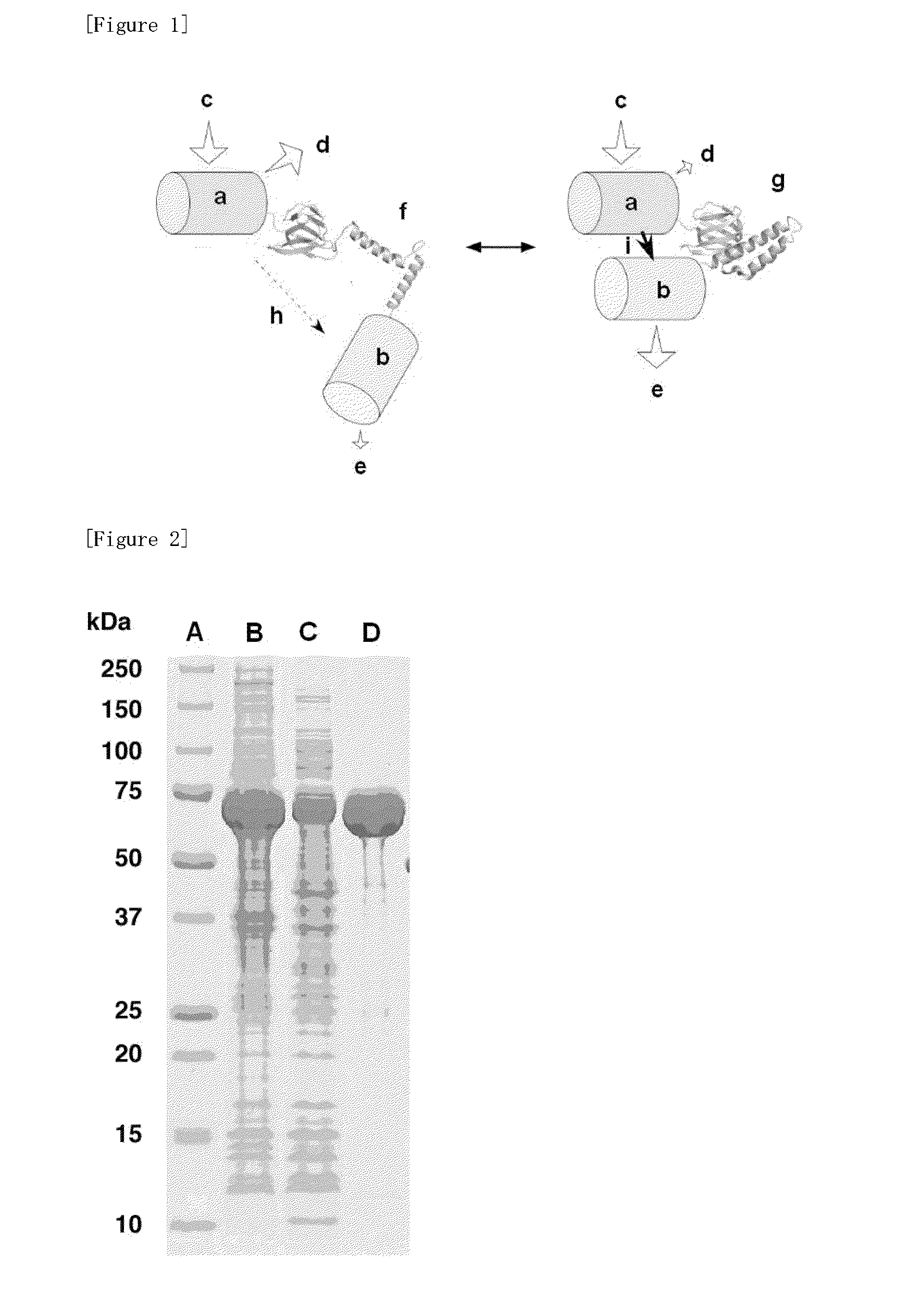 Fluorescently labeled fusion protein for assaying adenosine triphosphate