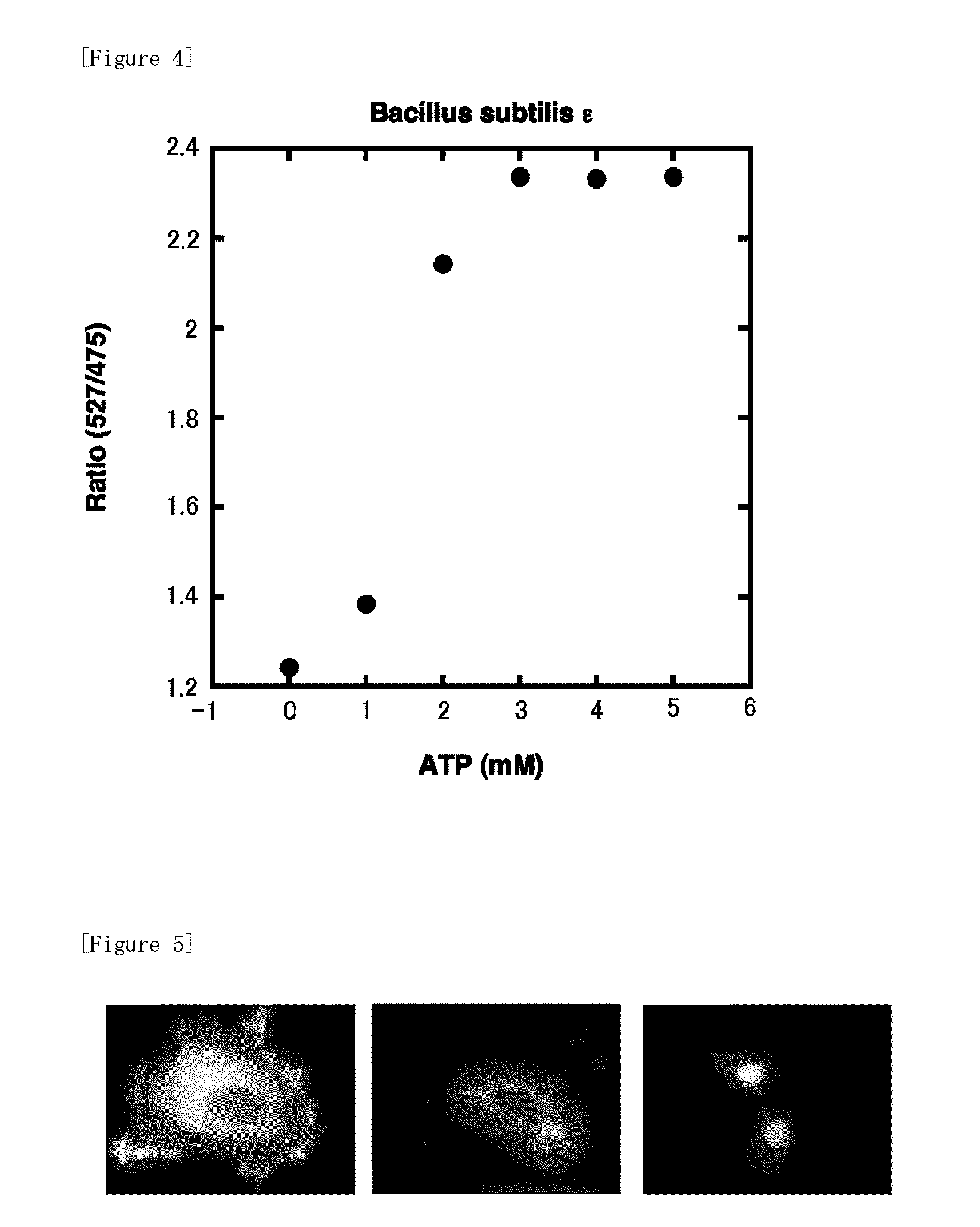 Fluorescently labeled fusion protein for assaying adenosine triphosphate