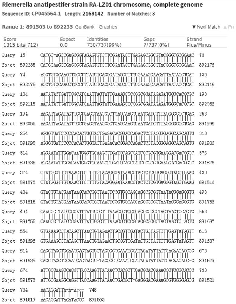 Serum 18 type riemerella anatipestifer and application