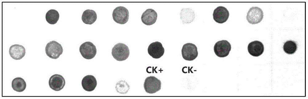 Preparing method and application of sample for detecting cucumber green mottle mosaic viruses carried by cucurbitaceae seeds