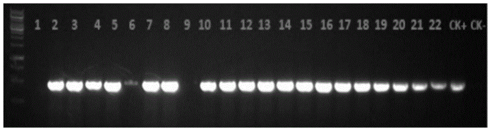 Preparing method and application of sample for detecting cucumber green mottle mosaic viruses carried by cucurbitaceae seeds