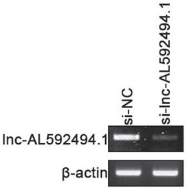 Application of gene-enhanced immune cells in lung cancer