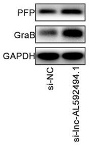 Application of gene-enhanced immune cells in lung cancer