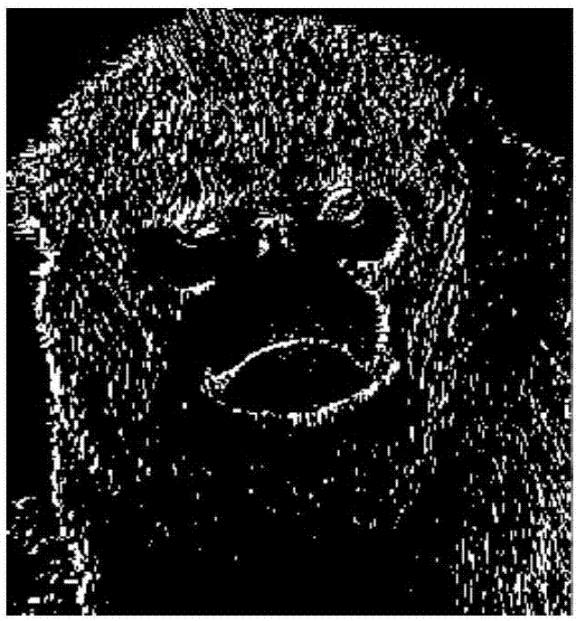 Rhinopithecus roxellana qinlingensis image edge detection method based on gray B-type related improvement Prewitt