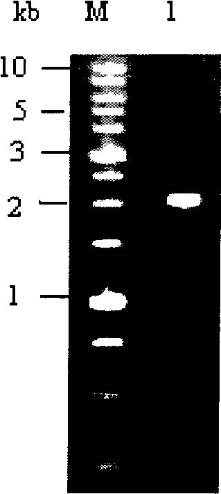 Bt protein Cry56Aal as well as encoding gene thereof and application thereof