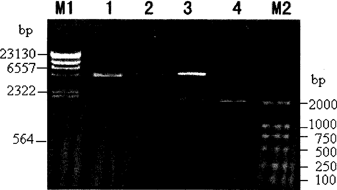 Bt protein Cry56Aal as well as encoding gene thereof and application thereof