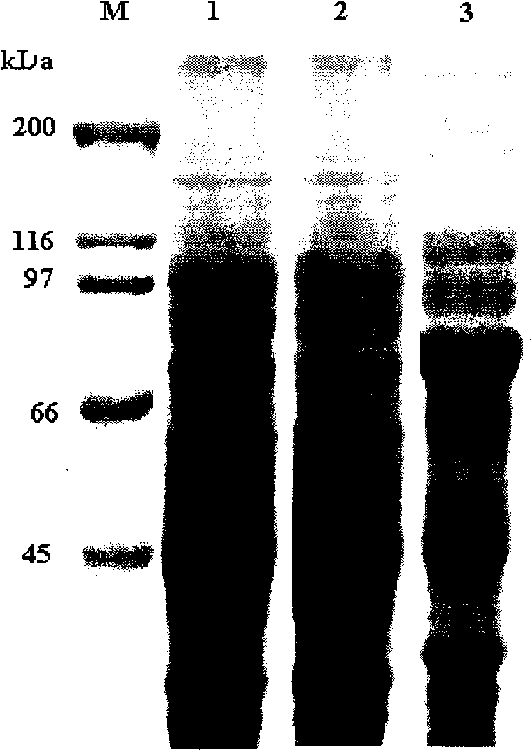 Bt protein Cry56Aal as well as encoding gene thereof and application thereof