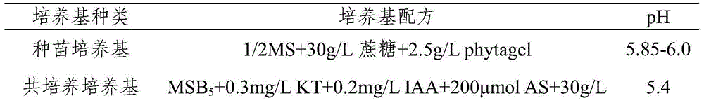 Method for improving cotton transgenosis efficiency