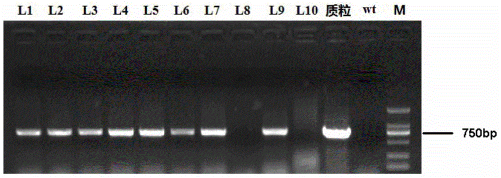 Method for improving cotton transgenosis efficiency