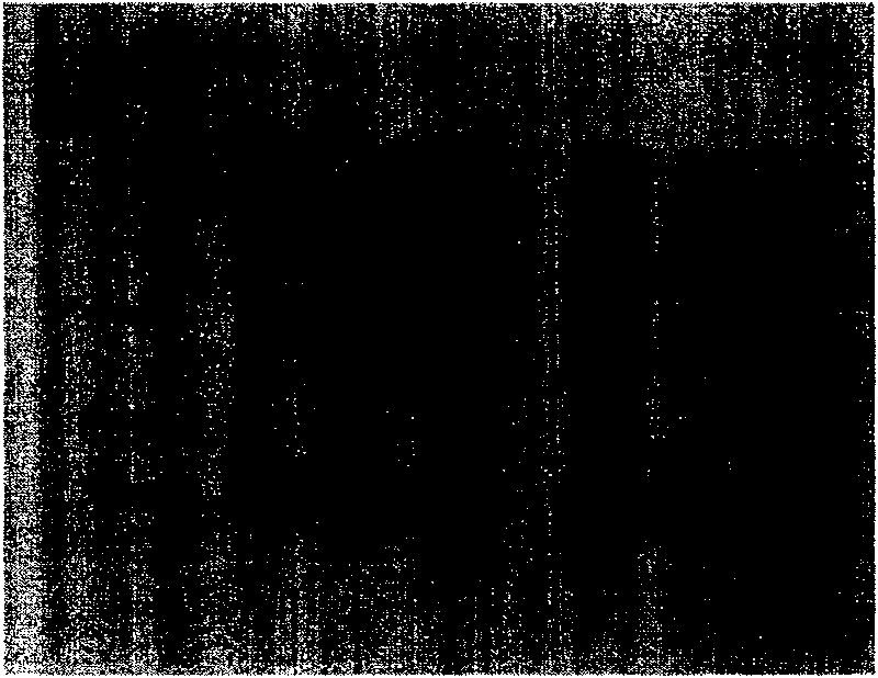 Long chain recombinant human bone morphogenesis protein-2 and its preparation method and uses