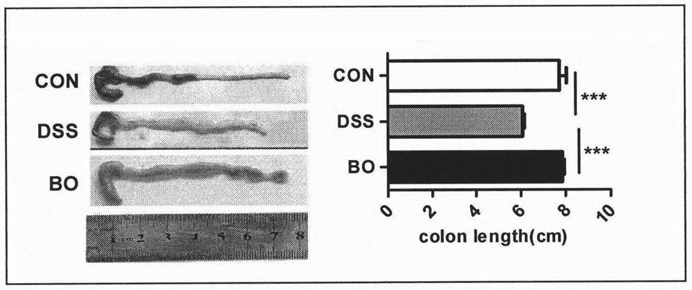 Preparation method of rabdosia amethystoides fermentation preparation and application thereof in anti-tumor treatment