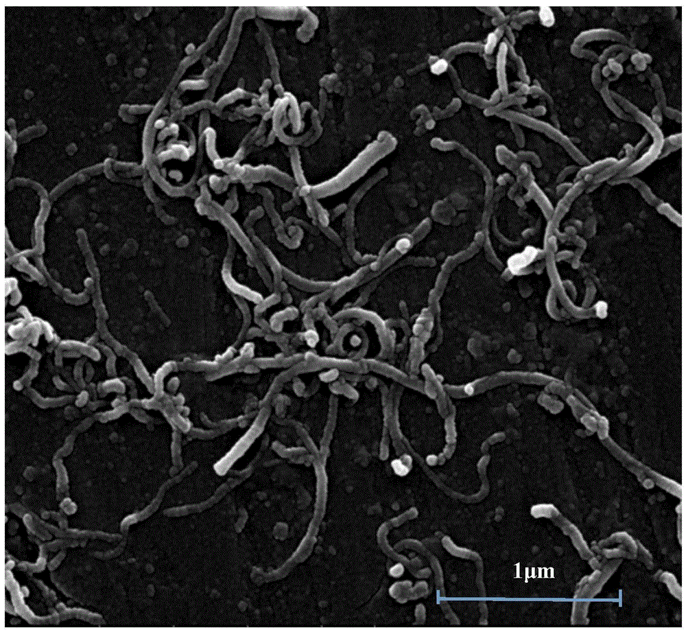 Carbon nanotube/tetrapod-shaped zinc oxide whisker composite antibacterial material and preparation method thereof