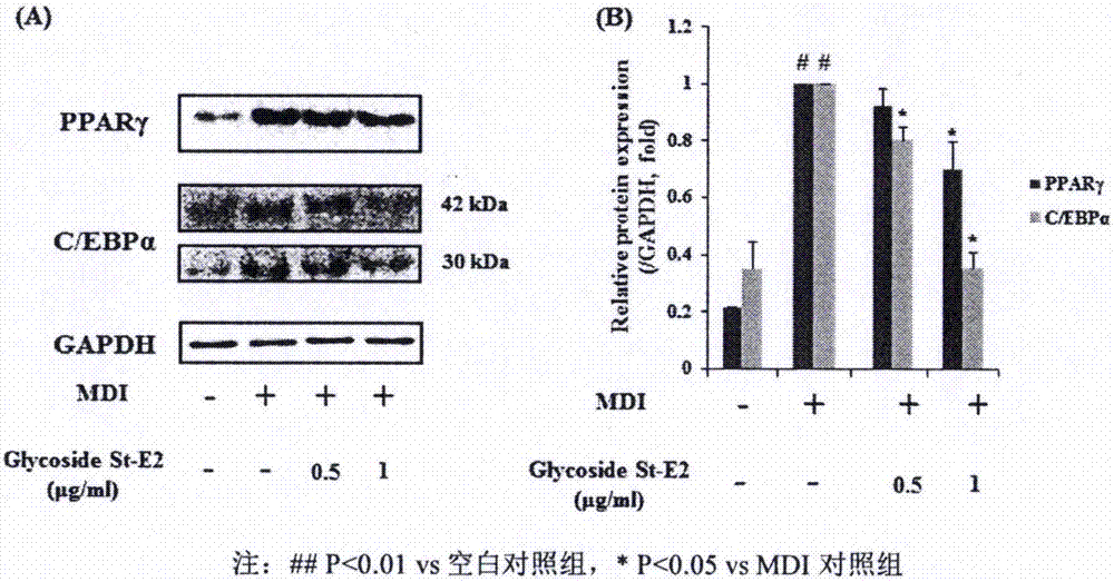 Method for preparing triterpene compound with effects of preventing and treating obesity and application of triterpene compound