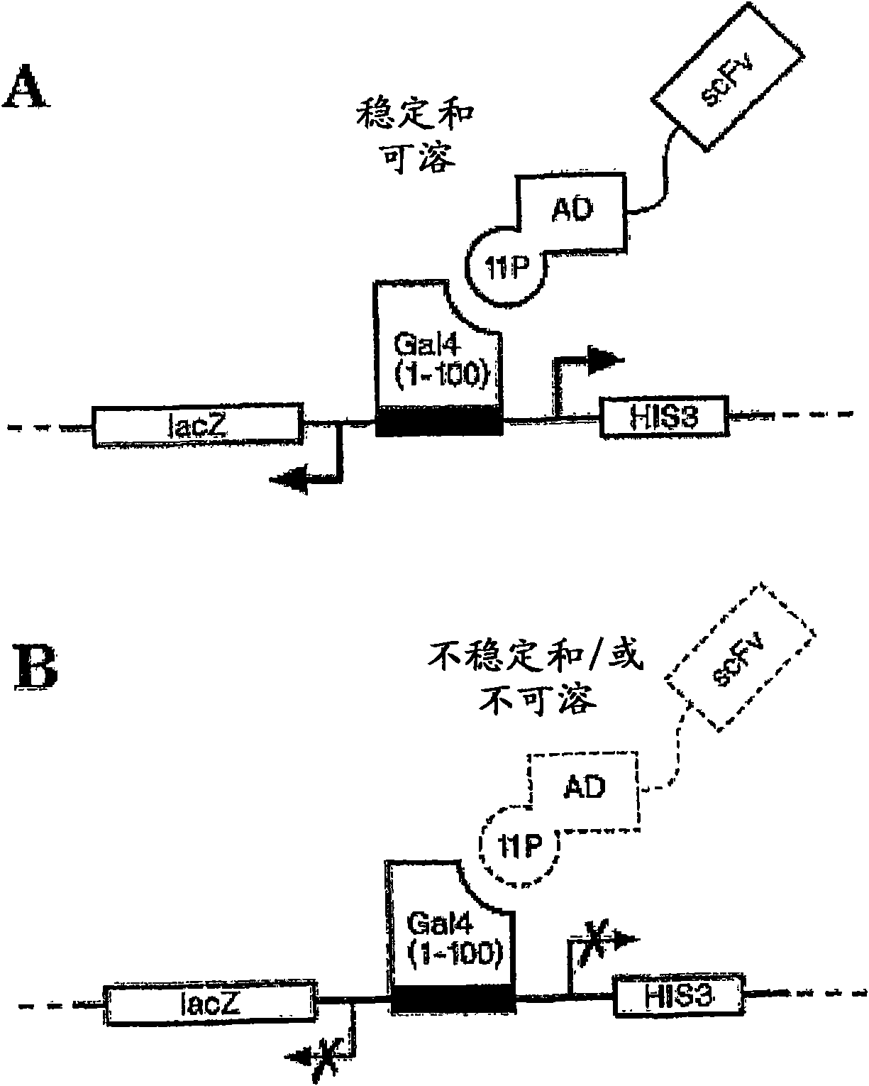 Methods of modifying antibodies, and modified antibodies with improved functional properties