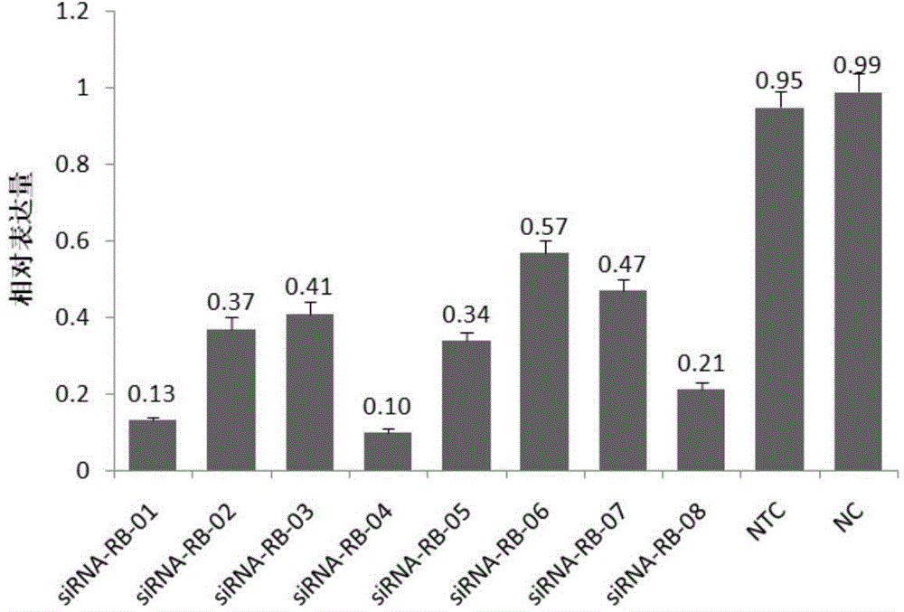 siRNA for inhibiting gene ADAMTS-5 and application of siRNA