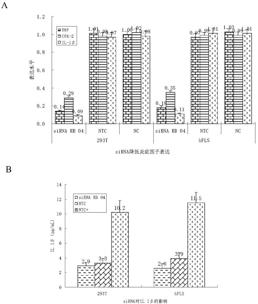 siRNA for inhibiting gene ADAMTS-5 and application of siRNA