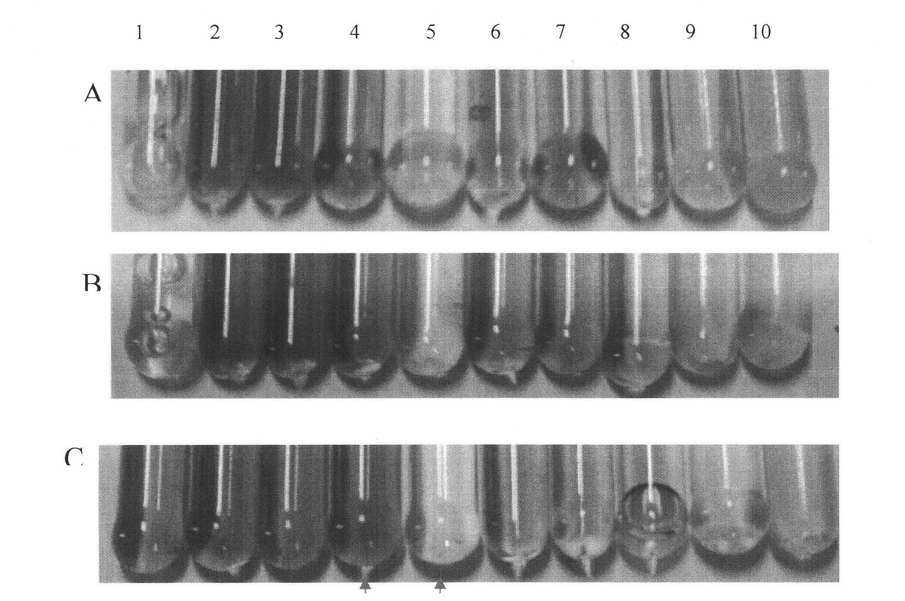 Attenuated Salmonella pullorum and application thereof