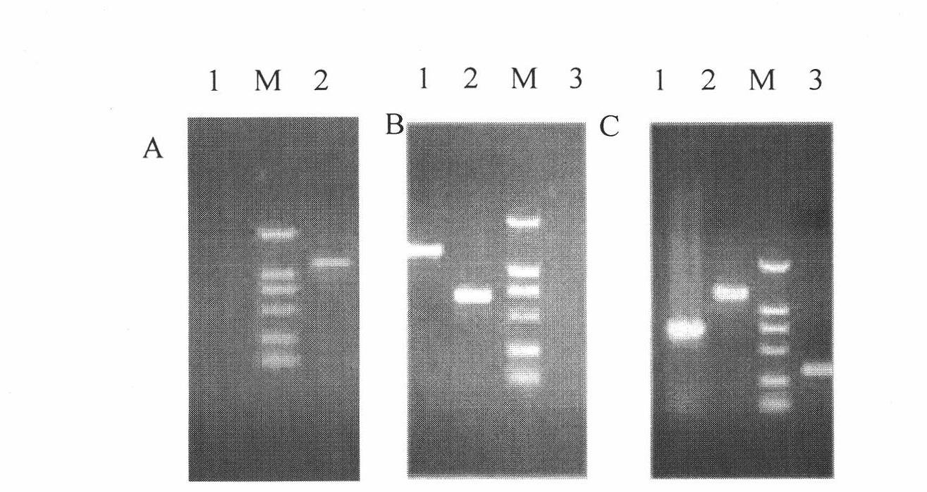 Attenuated Salmonella pullorum and application thereof