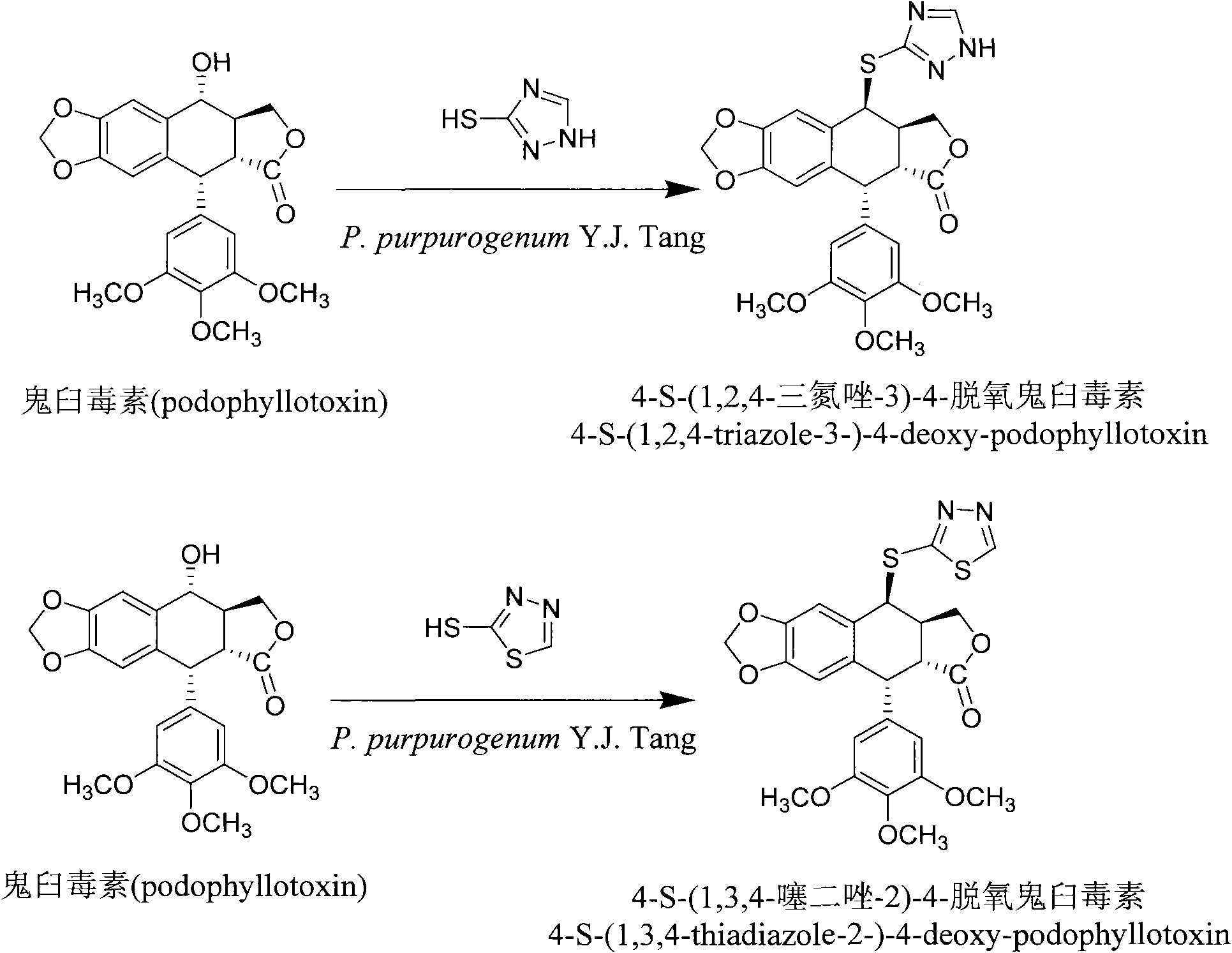 Sulfur-substituted podophyllum derivative and bioconversion, separation and purification method thereof