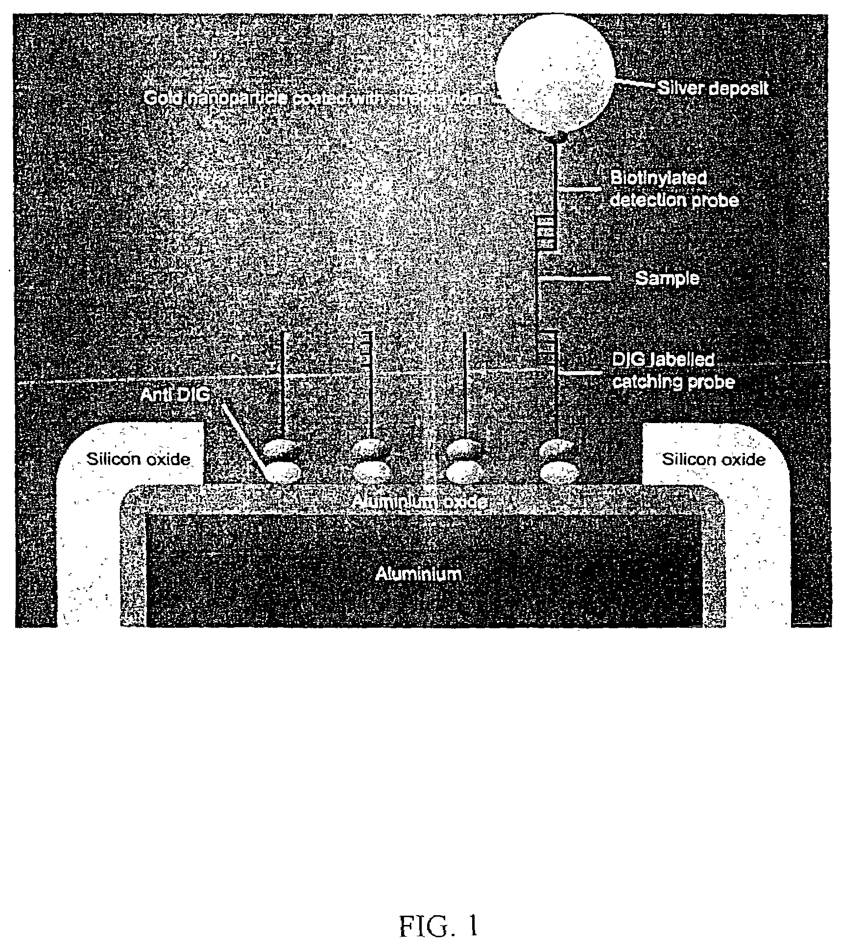 Apparatus and methods for detecting DNA in biological samples