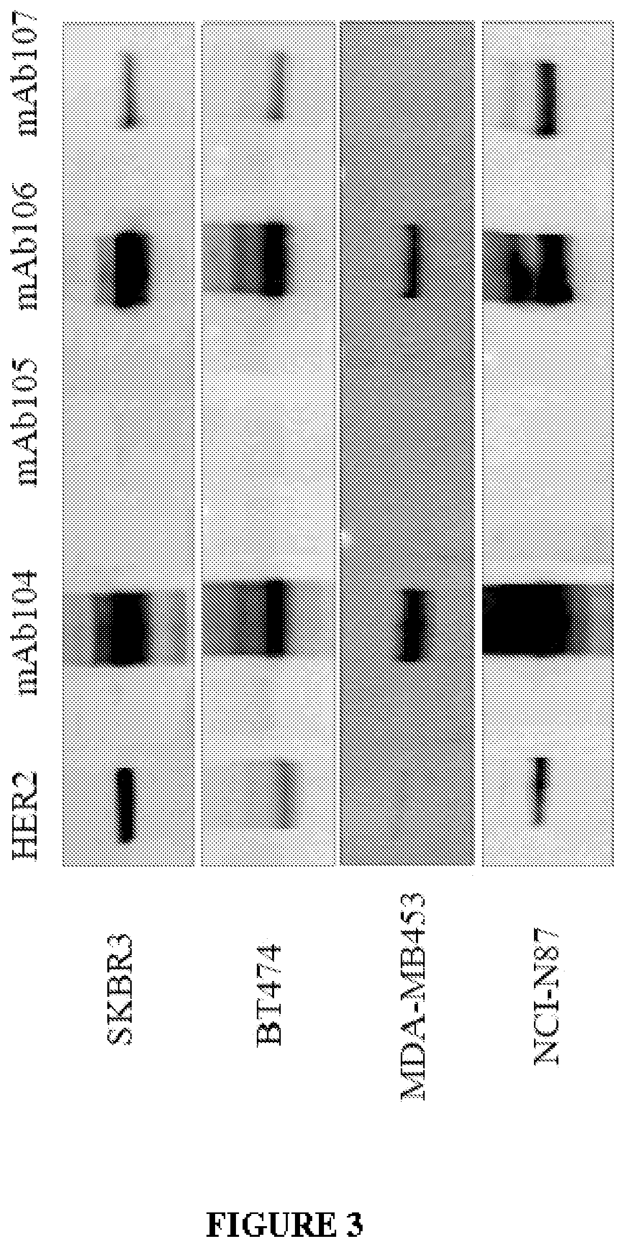 Anti-her2 binding molecules