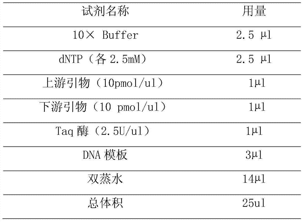 Specific primer pair and specific probe for CYP2C9 (cytochrome P450 2C9) and (vitamin K epoxide reductase complex subunit 1) VKORC1 gene chip detection