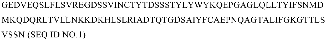 T cell receptor identifying SSX2 antigen oligopeptide