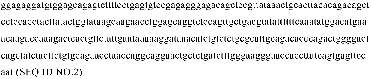 T cell receptor identifying SSX2 antigen oligopeptide