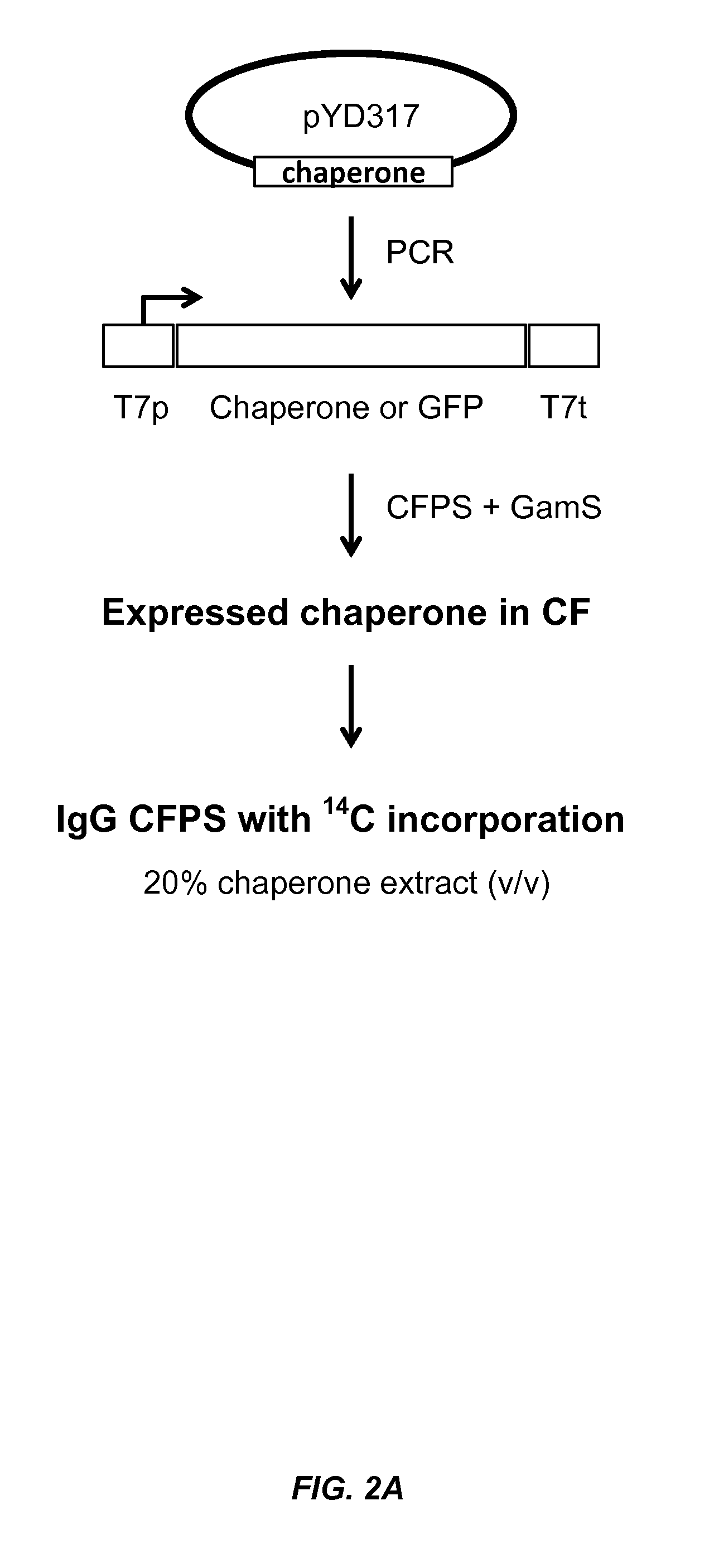 Expression of biologically active proteins in a bacterial cell-free synthesis system using bacterial cells transformed to exhibit elevated levels of chaperone expression