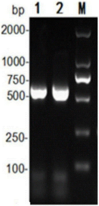 1-type duck hepatitis A virus VP2 recombinant protein, ELISA kit and preparation method thereof