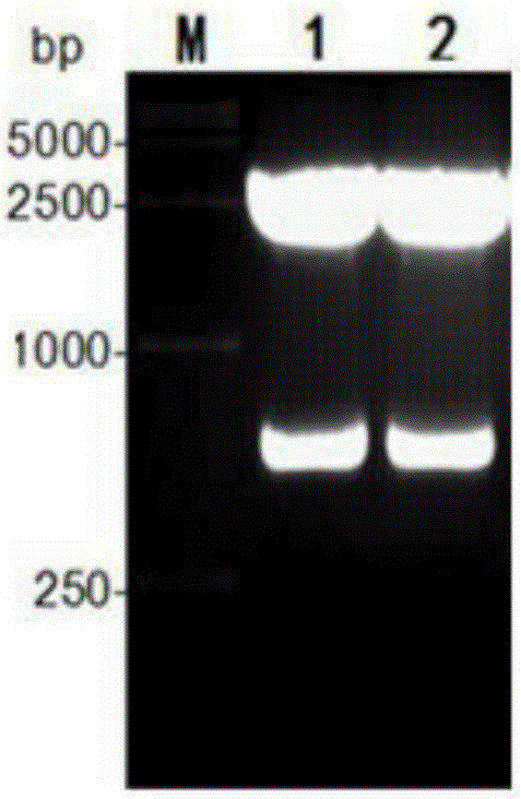 1-type duck hepatitis A virus VP2 recombinant protein, ELISA kit and preparation method thereof