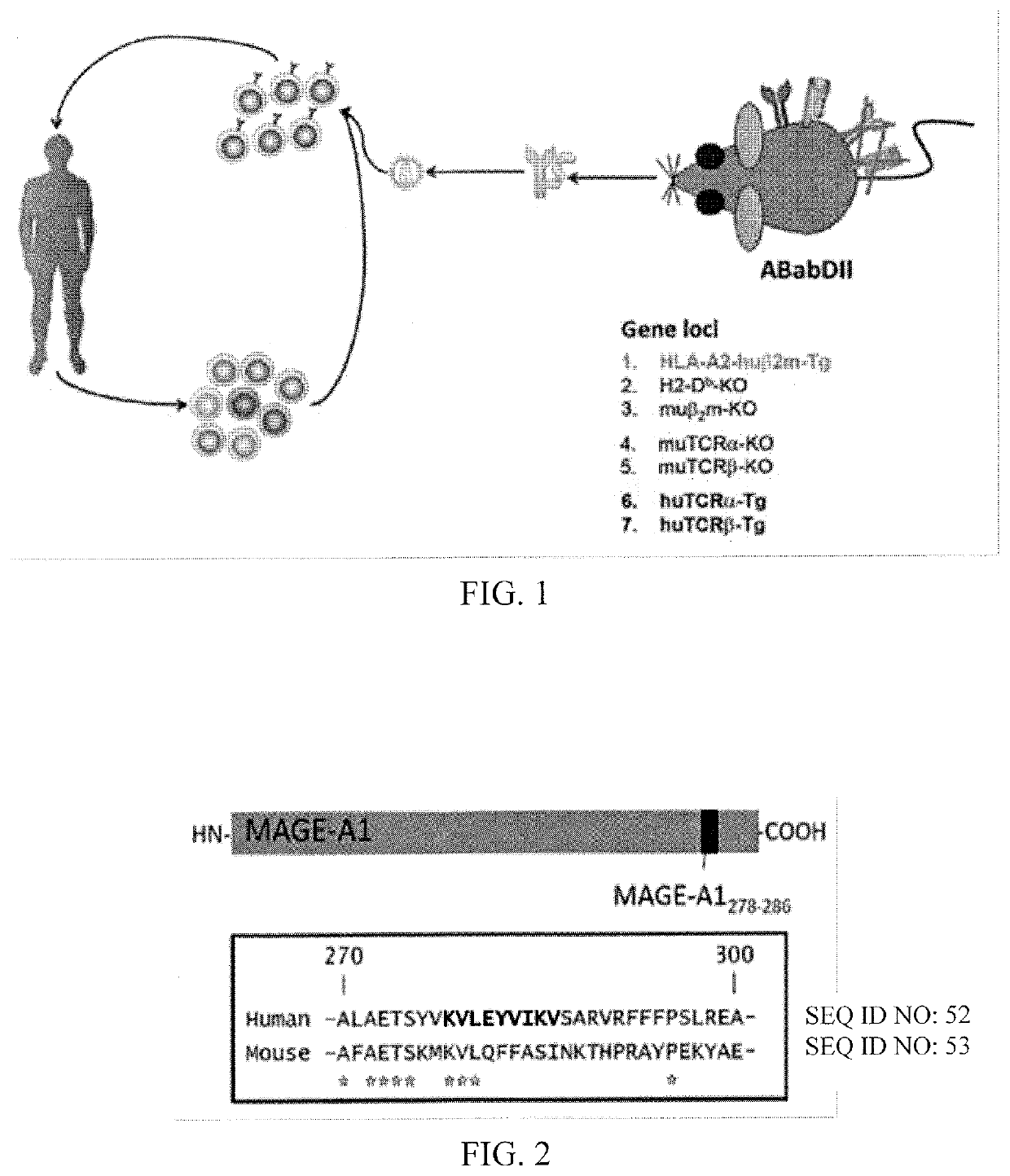 High avidity antigen recognizing constructs