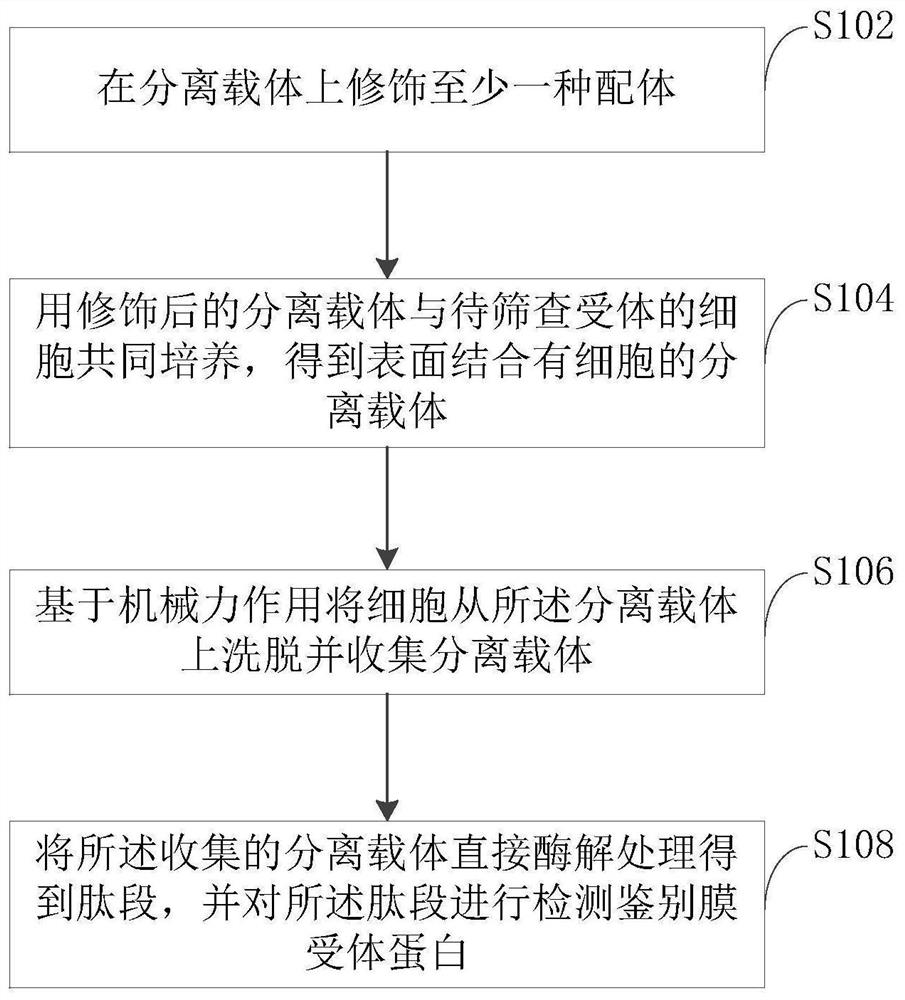 Cell membrane receptor protein identification method and verification method