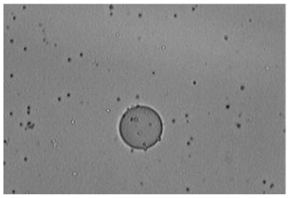 Cell membrane receptor protein identification method and verification method