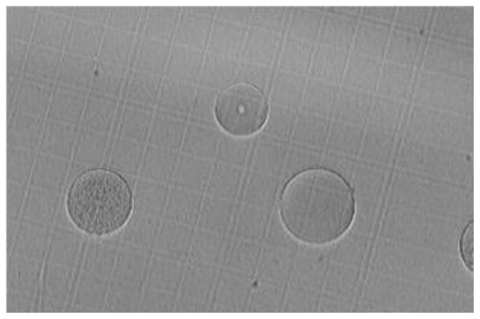 Cell membrane receptor protein identification method and verification method