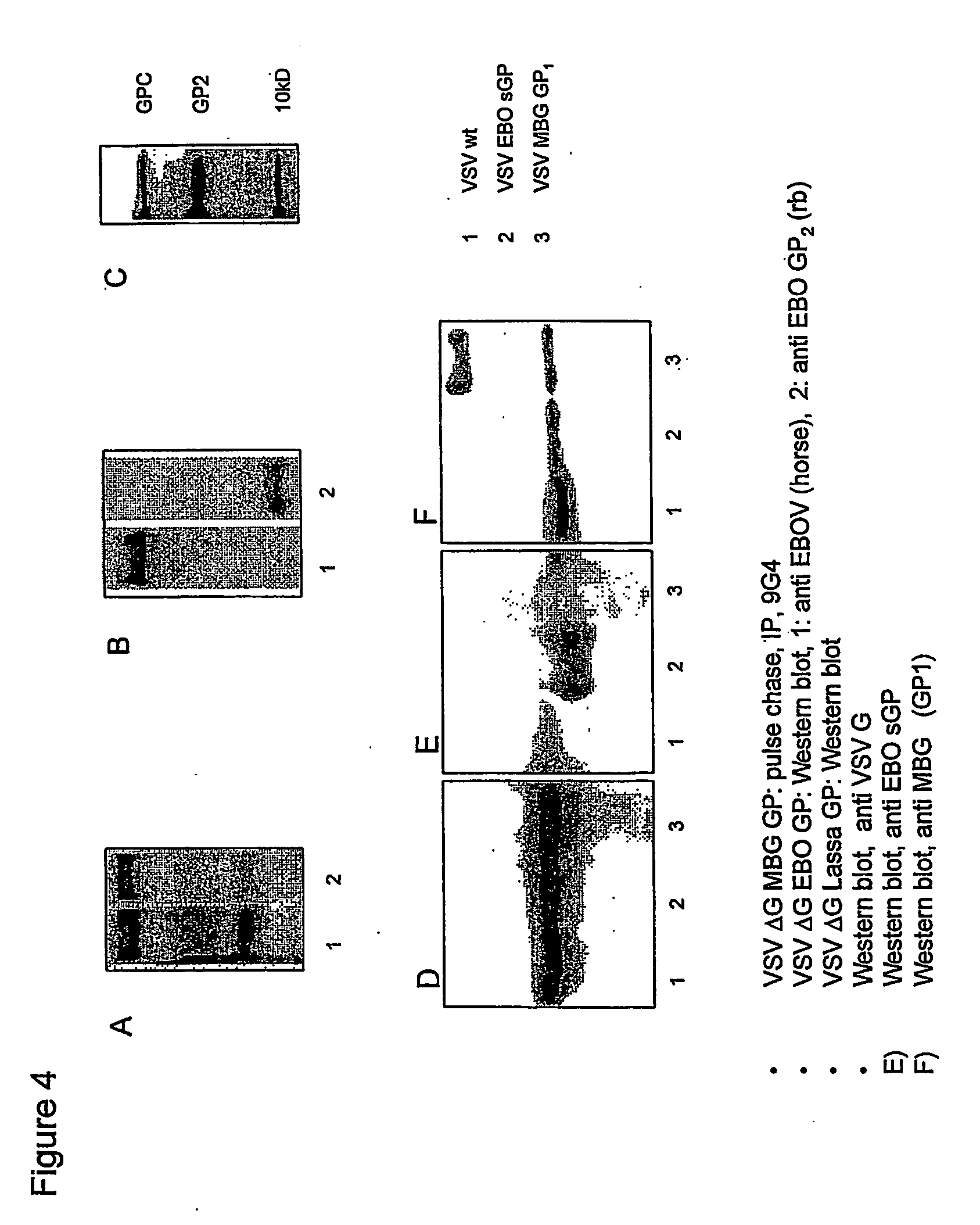 Recombinant vesicular stomatitis virus vaccines for viral hemorrhagic fevers