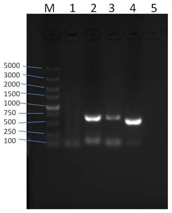 Novel process for preparing recombinant chicken interferon alpha with strong activity and high expression quantity