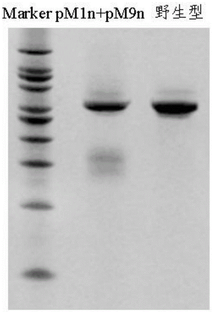 Method for preparing high muscle content and hypertrophic cardiomyopathy model cloned pig