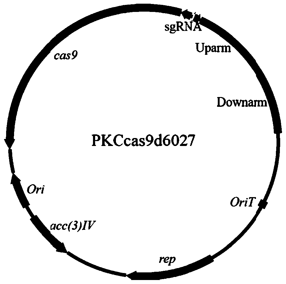 Genetically engineered bacteria for producing lincomycin as well as construction method and application of genetically engineered bacteria