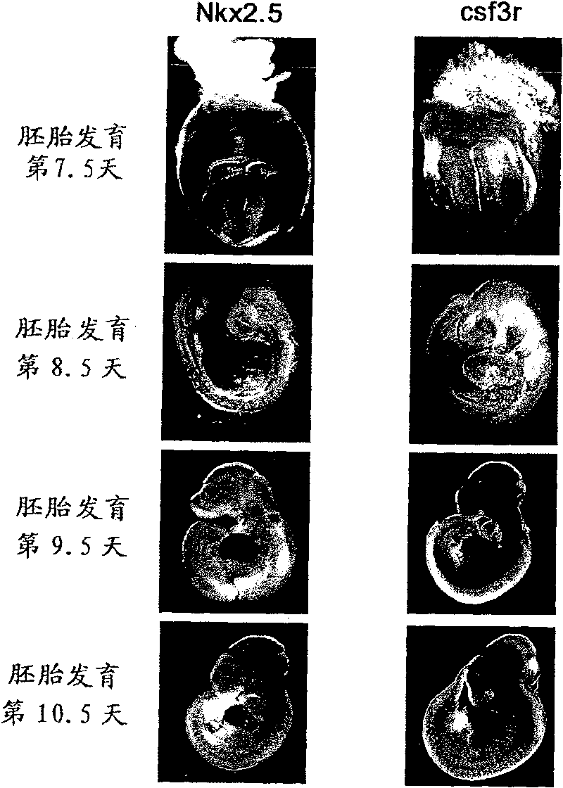 Method of inducing differentiation into myocardial cells using g-csf