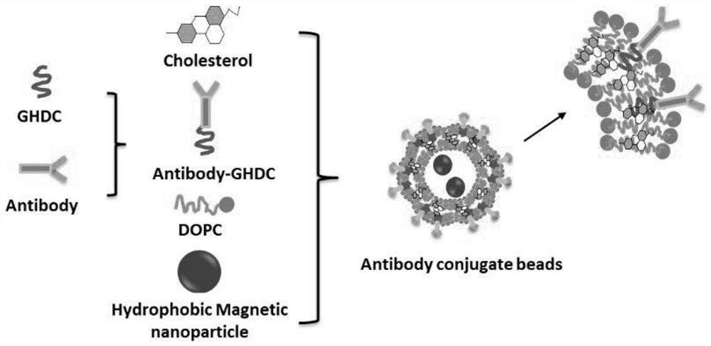 Method for separating and identifying biliary tract cancer peripheral blood CTC (circulating tumor cells) and detecting downstream genes by HSPG (high-throughput sequencing assay)