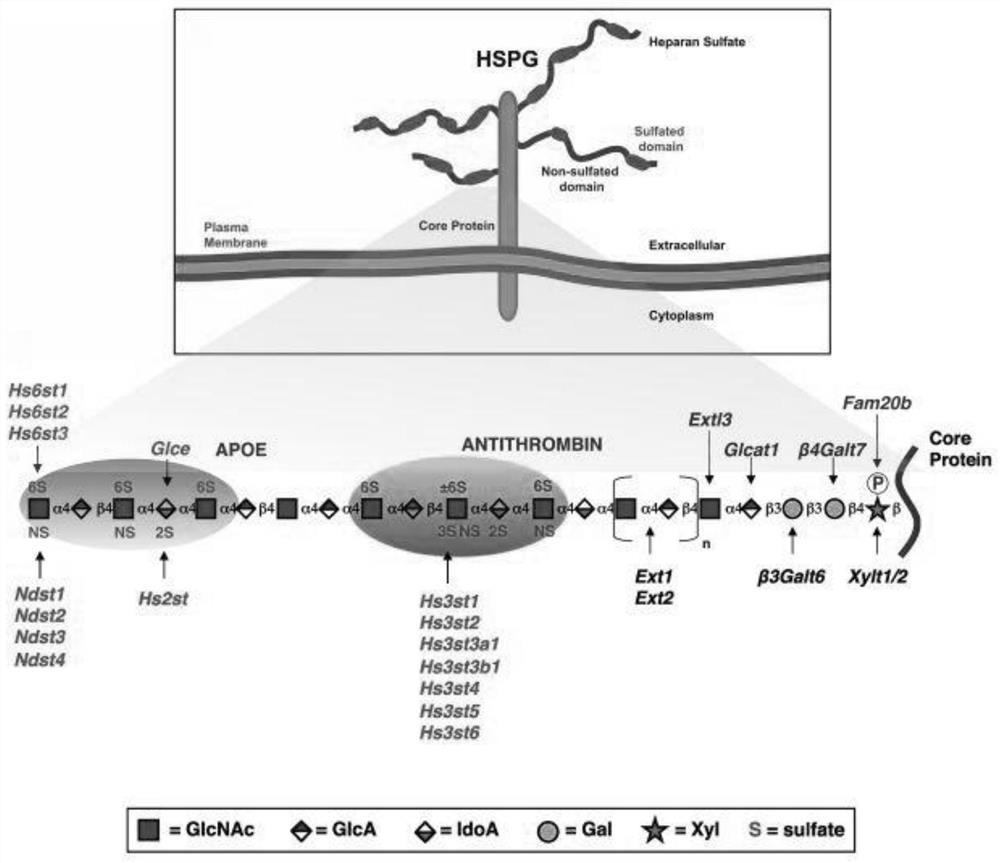 Method for separating and identifying biliary tract cancer peripheral blood CTC (circulating tumor cells) and detecting downstream genes by HSPG (high-throughput sequencing assay)